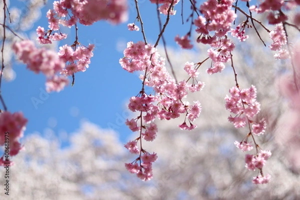 Obraz Japanese Cherry Blossoms