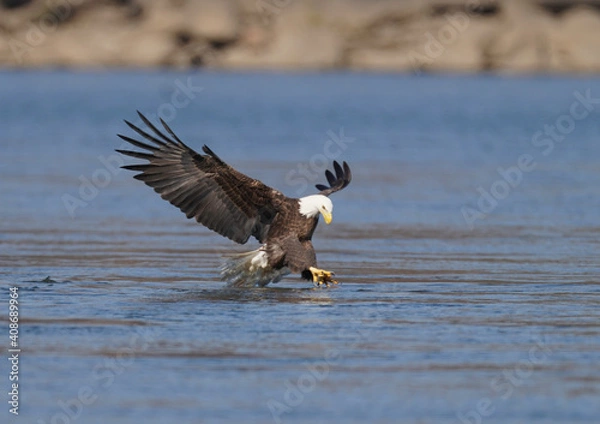 Obraz A Eagle Is Catching Fish