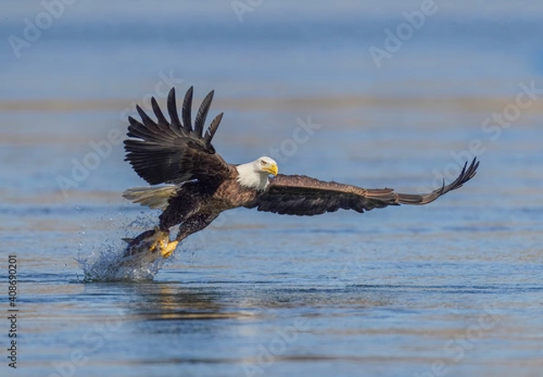 Obraz A Eagle Is Catching Fish