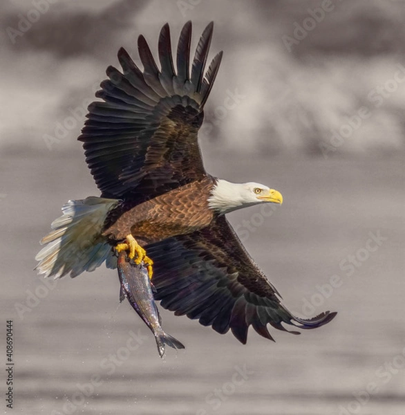 Obraz A Eagle Is Catching Fish