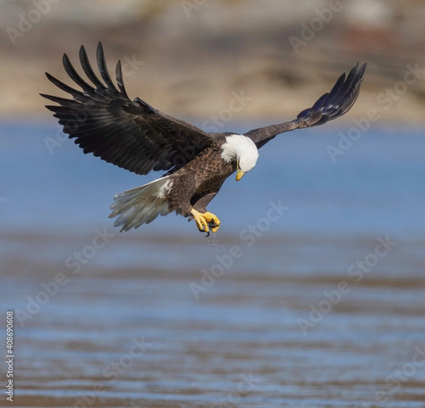 Obraz A Eagle Is Catching Fish