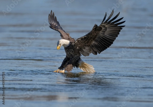 Obraz A Eagle Is Catching Fish