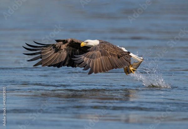 Obraz A Eagle Is Catching Fish