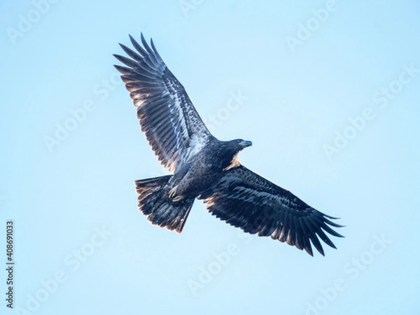 Obraz A Eagle Is Catching Fish