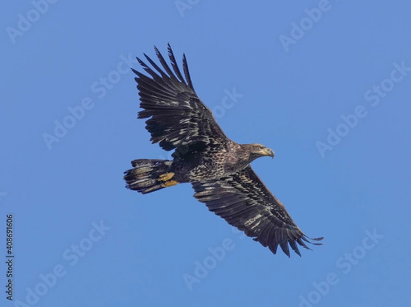 Obraz A Eagle Is Catching Fish