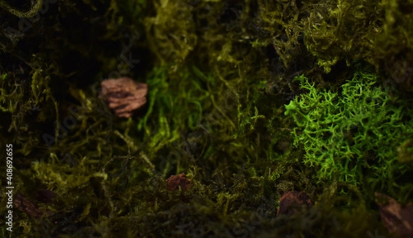 Fototapeta Moss in forest