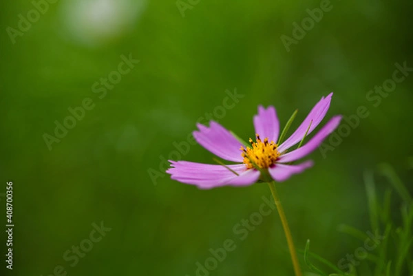 Fototapeta コスモスの想い