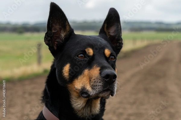 Fototapeta Portrait of a working kelpie 