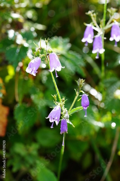 Fototapeta 高山植物