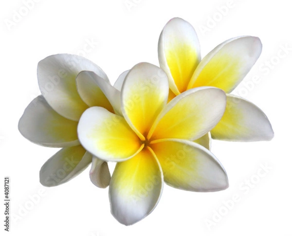 Fototapeta Kwiat Frangipani