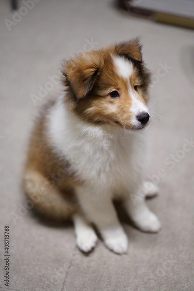 Fototapeta シェルティ