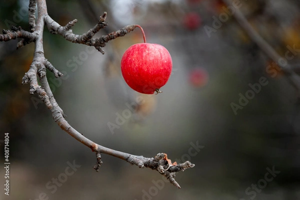 Fototapeta apple on tree