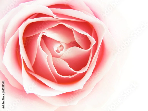 Fototapeta pink rose