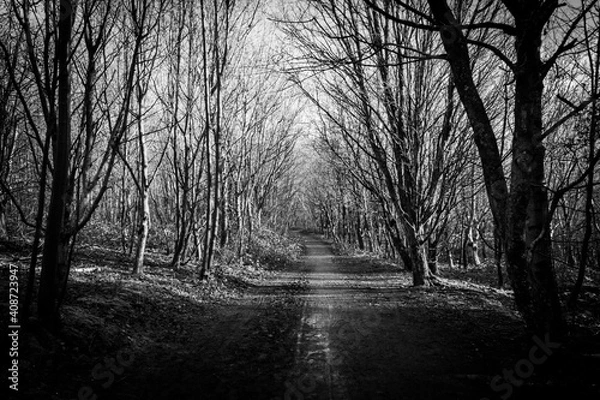 Obraz A Path Through the Trees