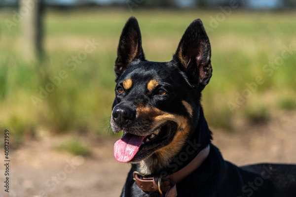 Fototapeta Portrait of a happy kelpie on a walk