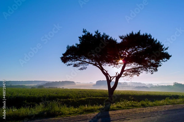 Fototapeta Lonely tree in the field