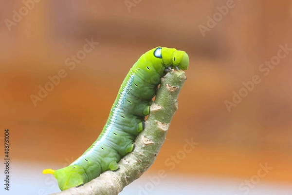 Obraz Beautiful caterpillar
