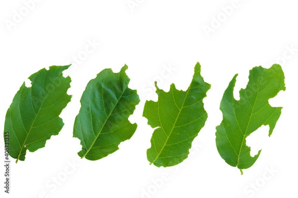 Obraz Group of green leaves have hole frome worm eaten