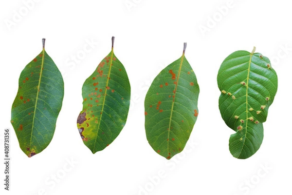 Fototapeta Group of green leaves has leaf fungus