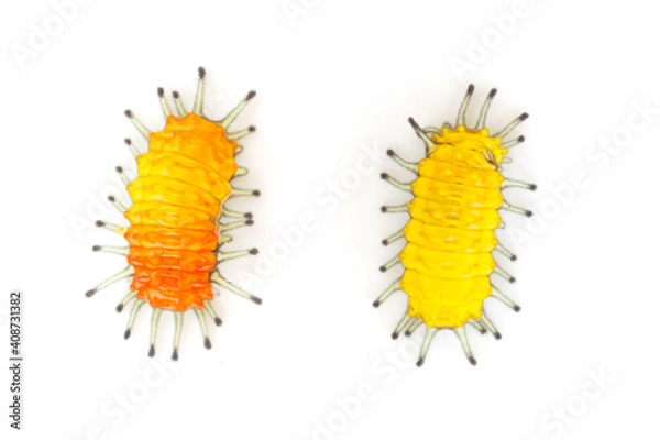 Obraz two orange caterpillar