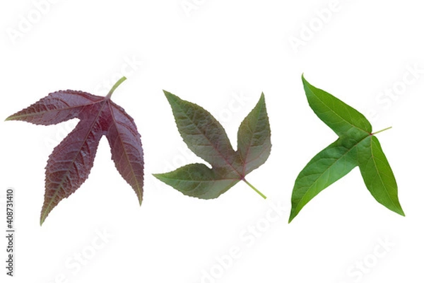 Obraz young autumn leaf isolated on white background