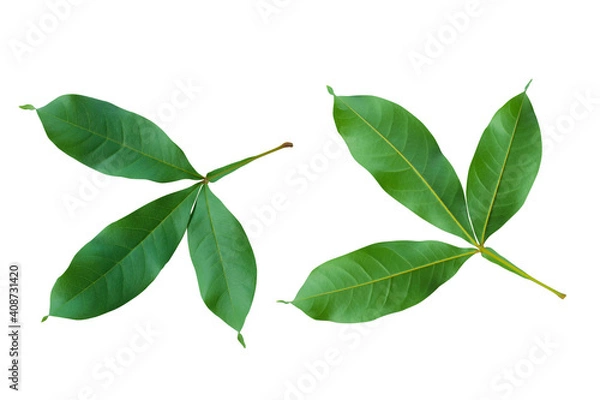 Obraz green leaves isolated on white