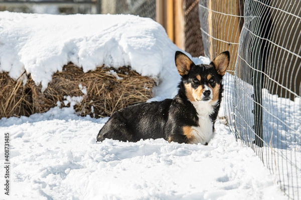 Obraz Country Corgi