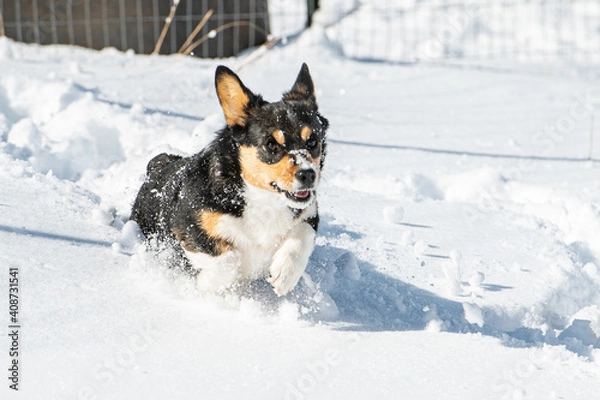 Fototapeta Corgi Running through Snow
