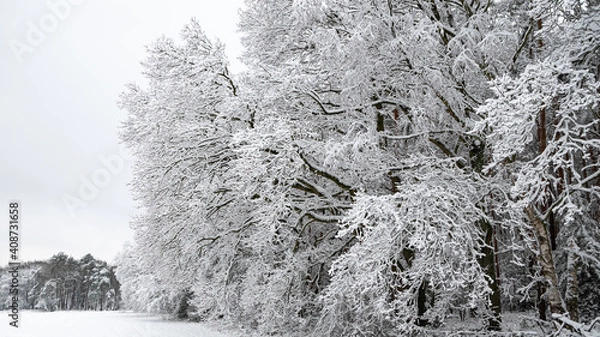 Obraz Schneebedeckte Bäume im Winter