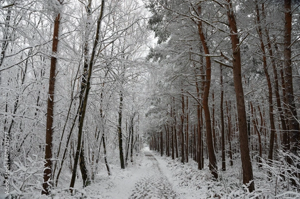 Obraz Langer verschneiter Weg im Wald 