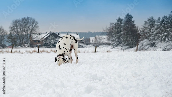 Obraz Dalmatiner auf der Suche, der seinen Kopf in den Schnee steckt 