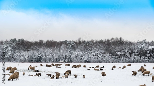 Obraz Schafherde im Winter auf einer verschneiten Wiese