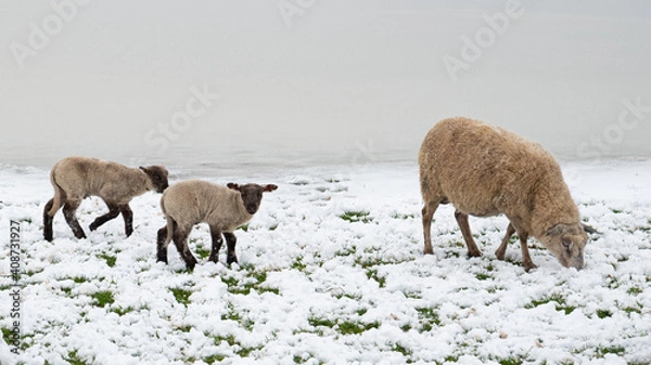 Obraz Schaf mit zwei Jungen auf einer verschneiten Wiese