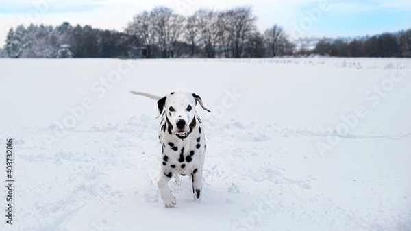 Obraz Spielender Dalmatiner auf einer verschneiten Wiese 
