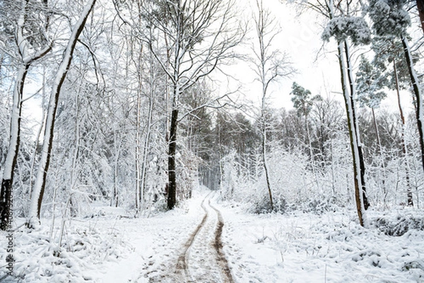 Obraz Schnee im Wald mit Weg und Spuren