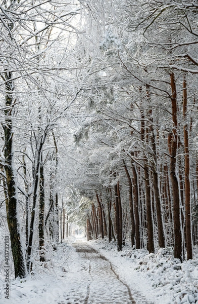 Obraz Verschneiter einsamer Waldweg im Winter