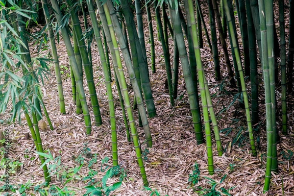 Obraz Green Bamboo grove in spring.