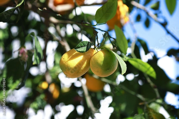 Obraz ripe lemons on a tree branch in the garden