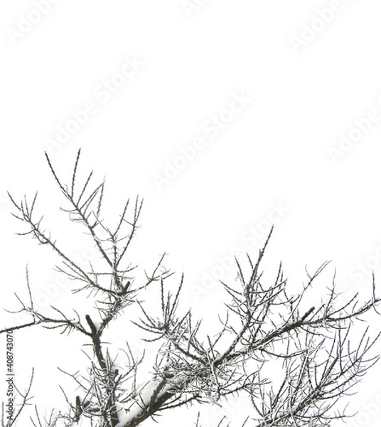 Fototapeta Thorny bush branches covered with frost and snow isolated on a white background.