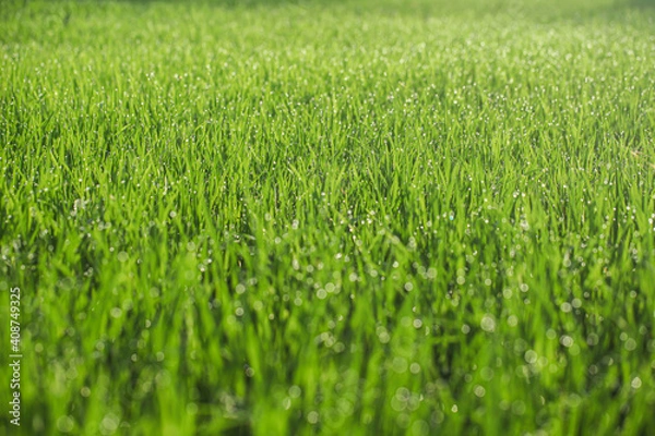 Fototapeta Closeup of grass in the morning 