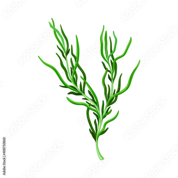 Obraz Dark Green Hijiki Seaweed or Sargassum as Sea Vegetable Vector Illustration