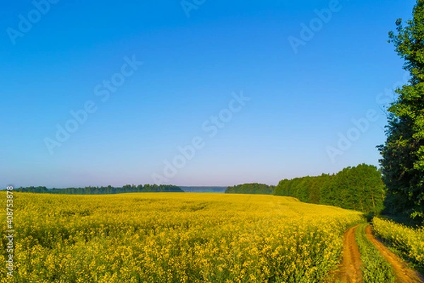 Fototapeta Rapeseed field against the blue sky