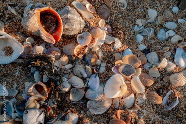 Fototapeta shells on the beach