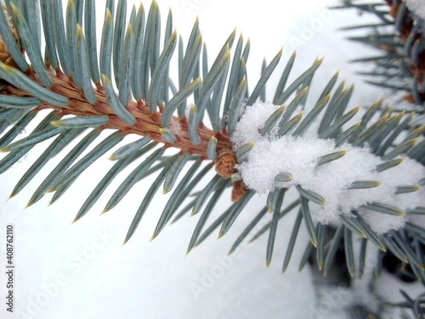 Fototapeta pine branch with snow