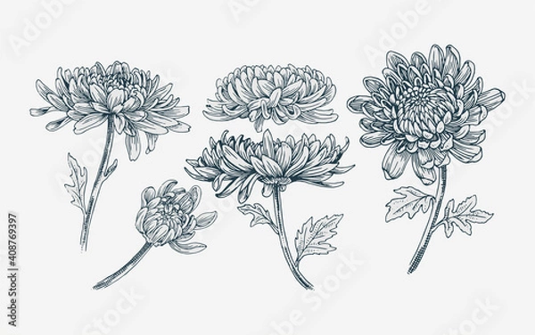 Obraz Realistic hand drawn illustration chrysanthemums flower set