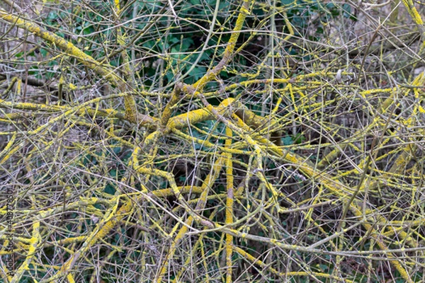 Obraz yellow dry tree branches, nature background