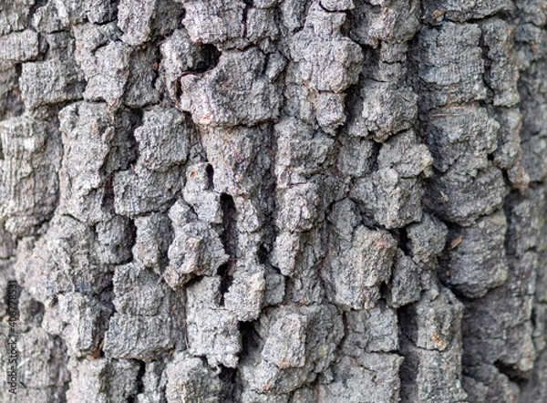 Obraz tree bark texture for background