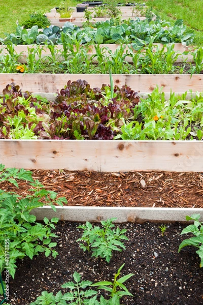 Obraz Raised Vegetable Gardens