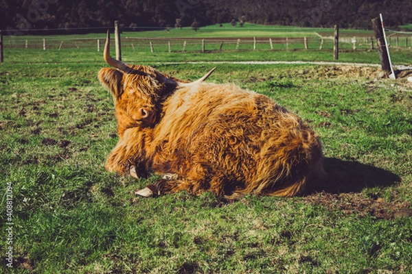 Obraz Kyloe  Highland Cattle