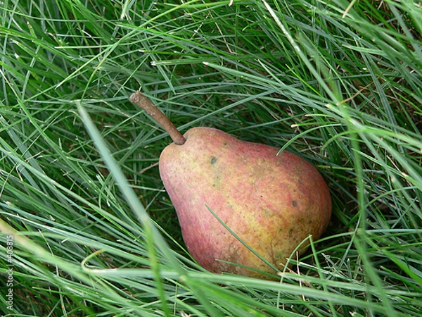 Obraz pear in a grass